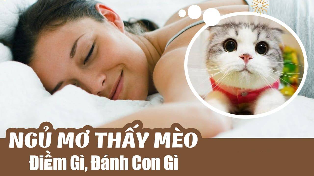 34 điềm báo từ việc nằm mơ thấy con mèo cực chuẩn 5 Ý nghĩa của việc nằm mơ thấy con mèo