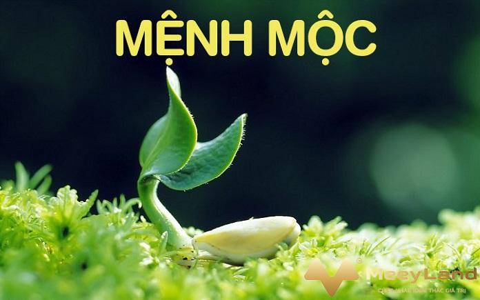 Tổng quan về mệnh Mộc