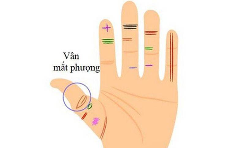 Có 12 đường chỉ tay nữ giàu có này cả đời phú quý 15 Vân mắt phượng trên ngón tay cái