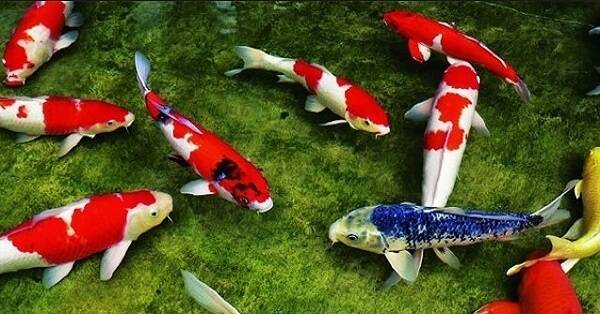 Giải mã 27 điềm báo từ giấc mơ thấy cá chết 9 Mơ thấy cá chết là điềm gì?