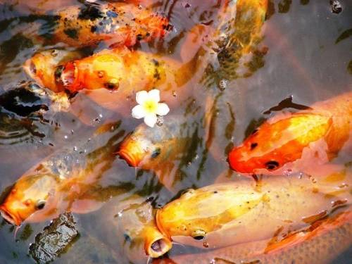 Giải mã 27 điềm báo từ giấc mơ thấy cá chết 11 Giải mã giấc mơ thấy cá chết