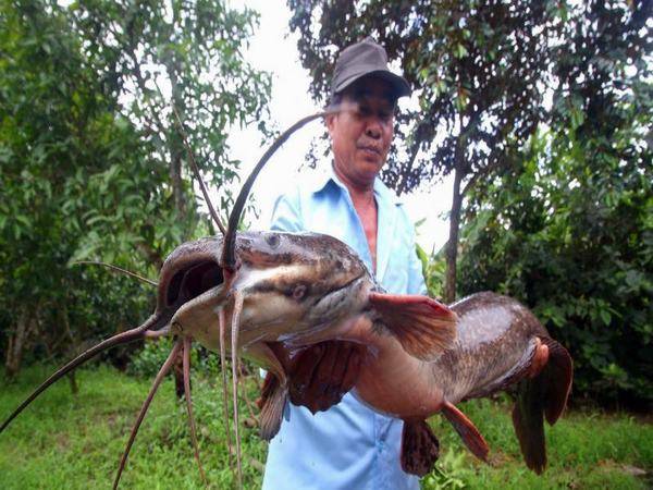 Mơ thấy cá trê đánh con gì, liên quan đến số mấy?