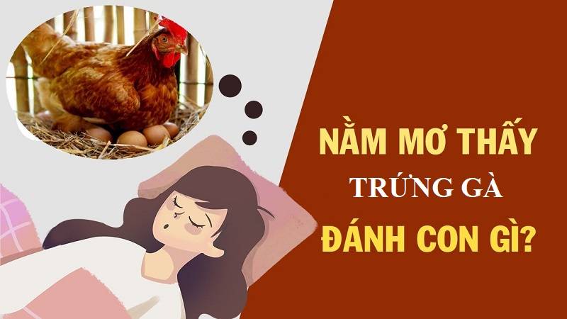 Giải mã giấc mơ thấy trứng gà chi tiết nhất 2024 4 mơ thấy trứng gà