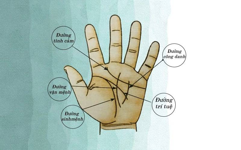 Giải mã ý nghĩa của đường chỉ tay chữ M chính xác 100%