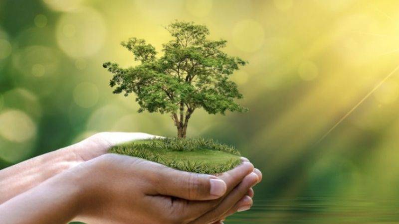 Mệnh Mộc hợp nghề gì để nhanh phát tài phát đạt? 10 Người mệnh Mộc hợp nghề gì?