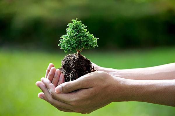 Mệnh Mộc hợp nghề gì để nhanh phát tài phát đạt? 13 Tính cách mệnh Mộc
