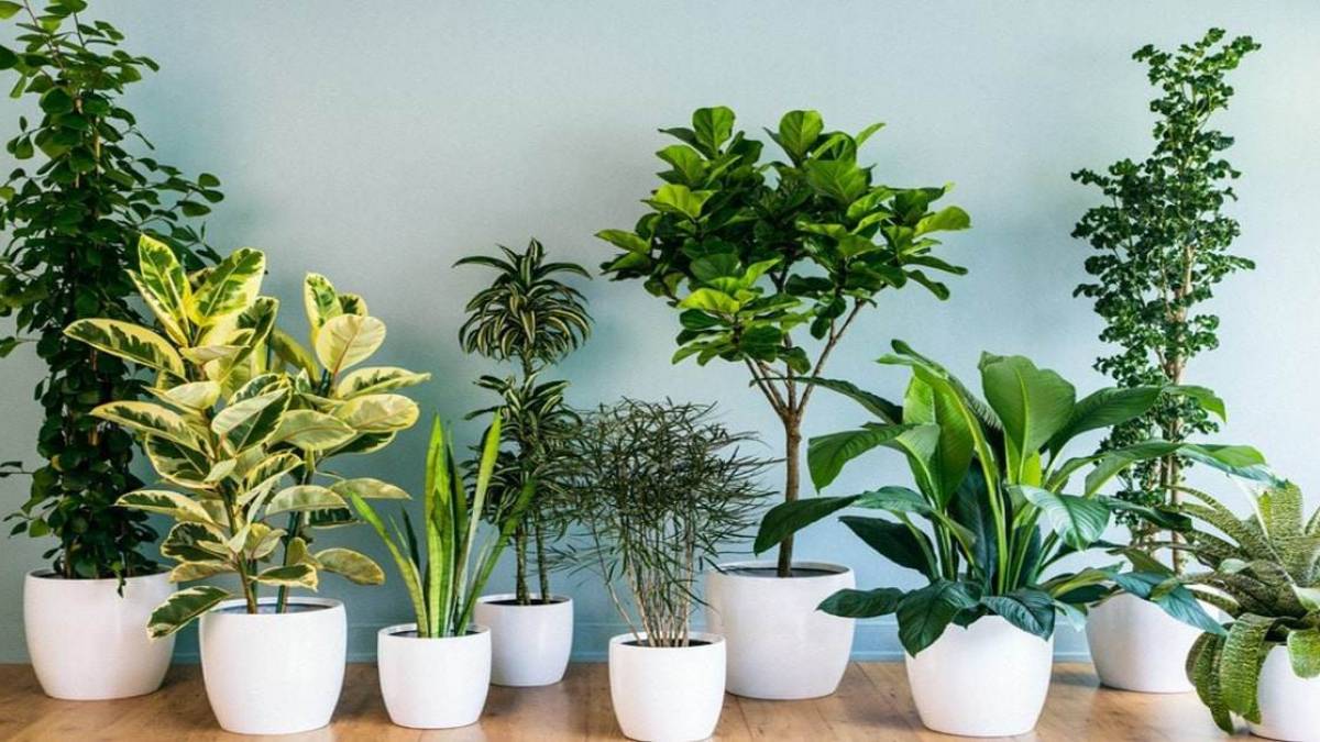 Mệnh Thổ hợp cây gì? 7 loại cây hút tài lộc cho người mệnh Thủy 11 Cách biết được mệnh Thổ hợp cây gì