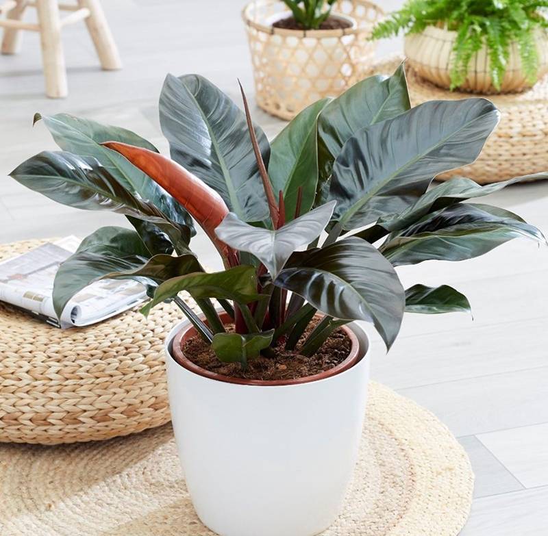 Mệnh Thổ hợp cây gì? 7 loại cây hút tài lộc cho người mệnh Thủy 14 Trồng trầu bà đế vương đỏ trong nhà có thể làm tăng thêm vận khí, hút tài hút lộc