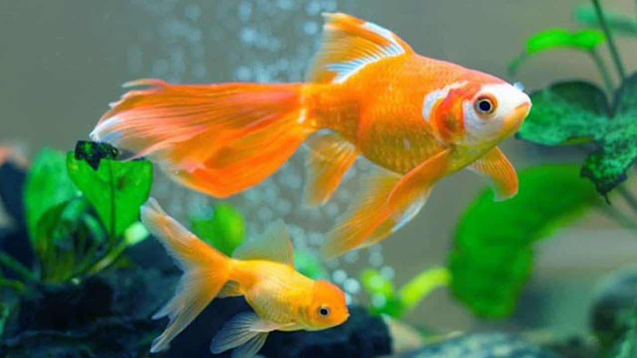 Mệnh Thổ nuôi con gì hợp? 3 vật nuôi may mắn của mệnh Thổ 8 Cá vàng rất hợp với người mệnh Thổ