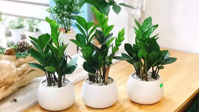 Mệnh Thủy hợp cây gì? 9 loại cây đem lại tài lộc cho mệnh Thủy 10 Cây Kim Tiền