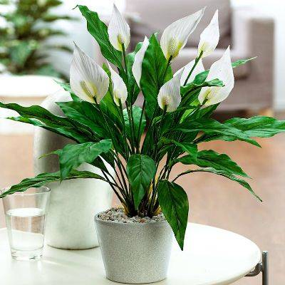 Mệnh Thủy hợp cây gì? 9 loại cây đem lại tài lộc cho mệnh Thủy 12 Cây Lan Ý