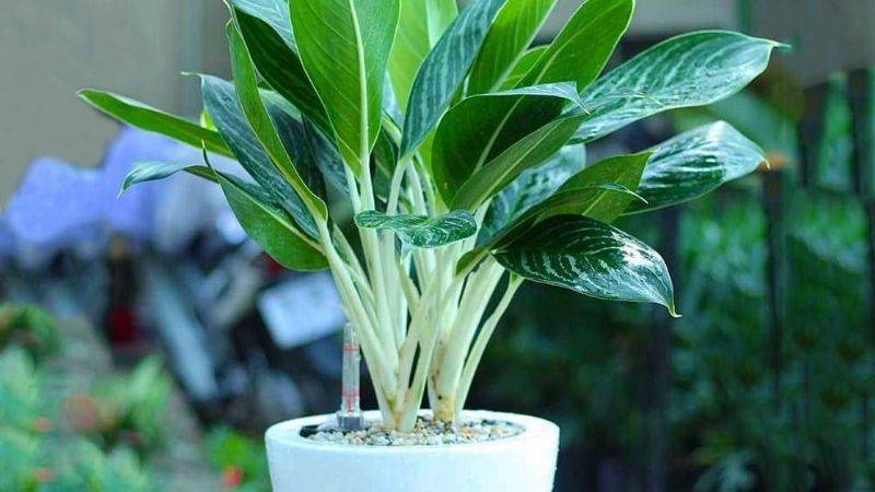 Mệnh Thủy hợp cây gì? 9 loại cây đem lại tài lộc cho mệnh Thủy 13 Cây Bạch Mã Hoàng Tử