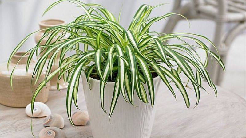 Mệnh Thủy hợp cây gì? 9 loại cây đem lại tài lộc cho mệnh Thủy 15 Cây Lan Chi