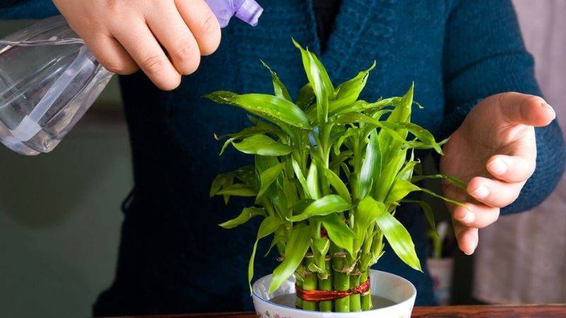Mệnh Thủy hợp cây gì? 9 loại cây đem lại tài lộc cho mệnh Thủy 16 Cây phát tài