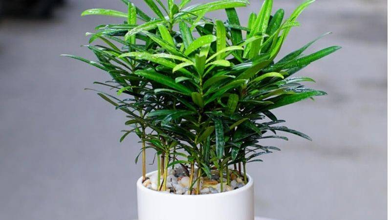 Mệnh Thủy hợp cây gì? 9 loại cây đem lại tài lộc cho mệnh Thủy 17 Tùng La Hán