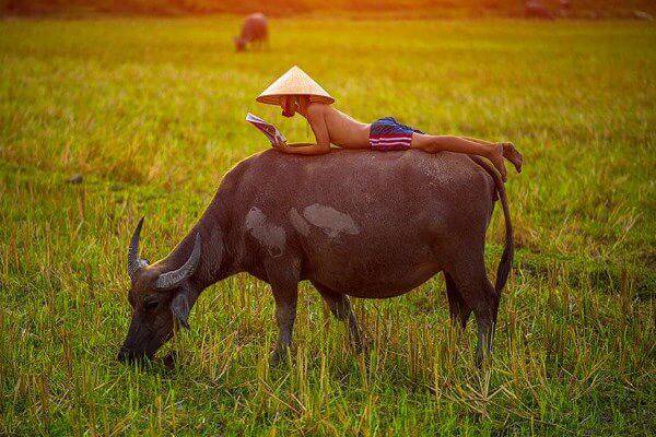 Mơ thấy con trâu đánh con số mấy?