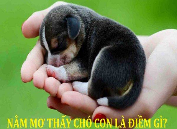 Nằm mơ thấy chó con là điềm báo tốt hay xấu?