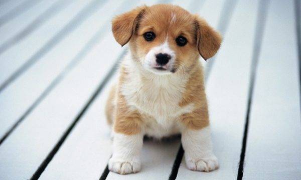Nằm mơ thấy chó con là điềm báo tốt hay xấu? 5 Nằm mơ thấy chó con là biểu hiện của điều gì?