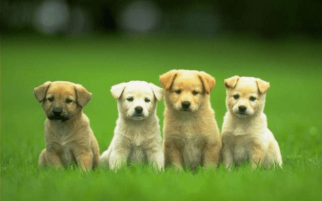 Nằm mơ thấy chó con là điềm báo tốt hay xấu? 6 Giải mã giấc mơ thấy chó con