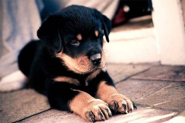 Nằm mơ thấy chó con là điềm báo tốt hay xấu? 7 Một số giấc mơ có liên quan đến chó con khác