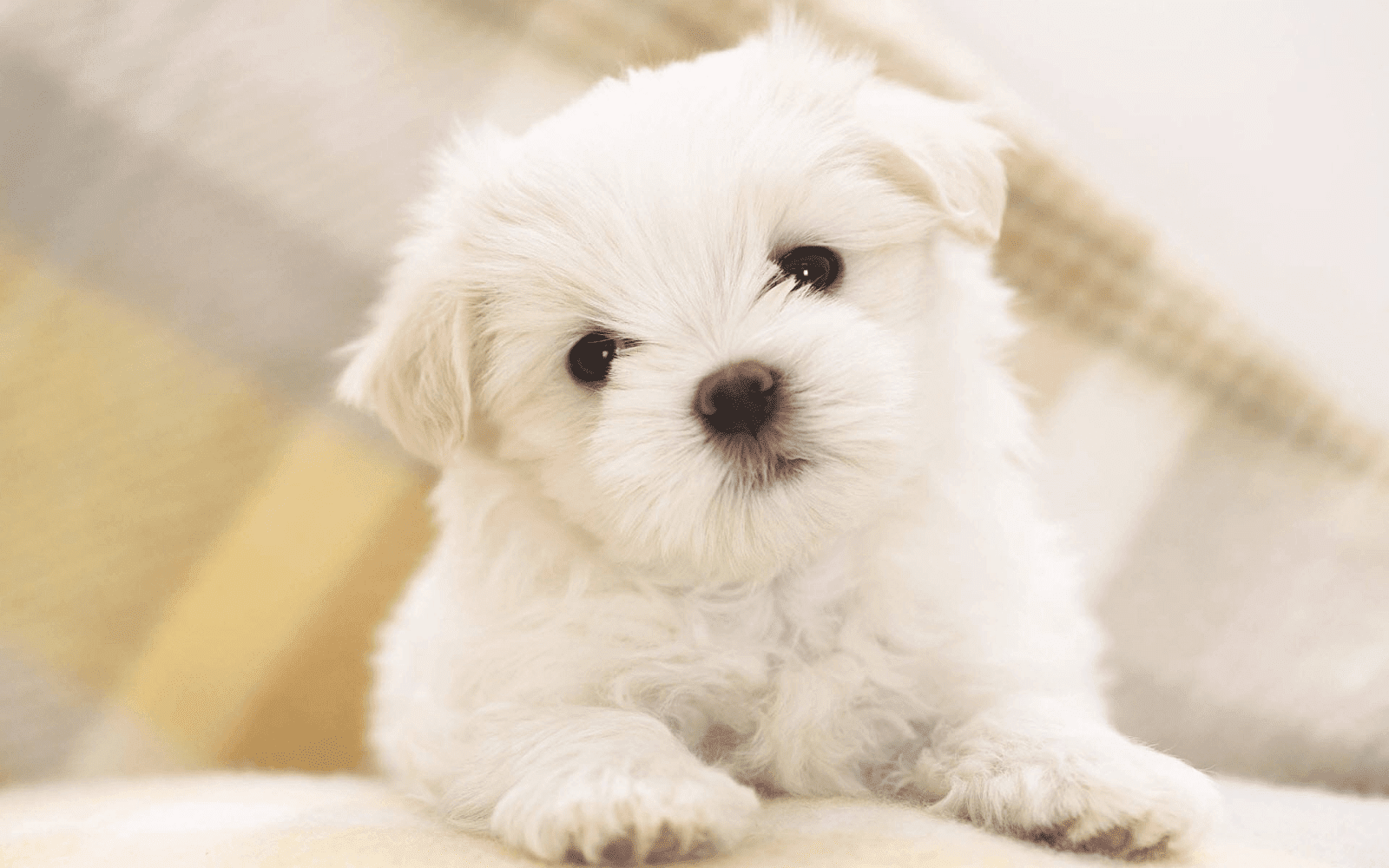 Nằm mơ thấy chó con là điềm báo tốt hay xấu? 8 Mơ thấy chó con đánh con gì?