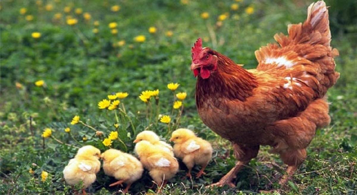 Nằm mơ thấy gà là điềm gì