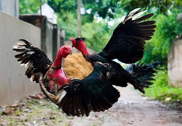 Mơ thấy được người khác tặng cho con gà