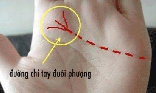 Tiên đoán vận mệnh của đường chỉ tay đuôi phượng chuẩn 100%