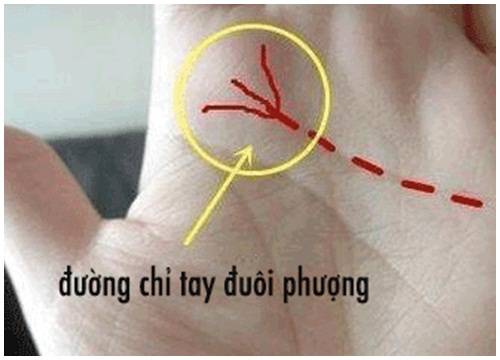Tiên đoán vận mệnh của đường chỉ tay đuôi phượng chuẩn 100% 9 Ý nghĩa đường chỉ tay đuôi phượng