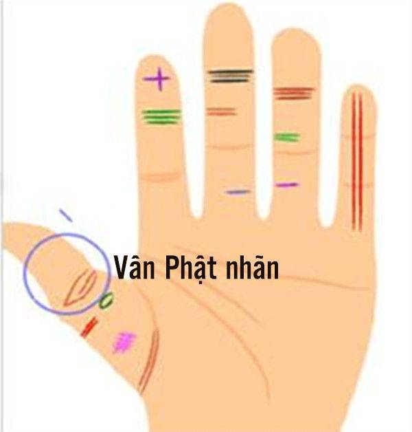 Tiên đoán vận mệnh của đường chỉ tay đuôi phượng chuẩn 100% 10 Đường vân phượng nhãn