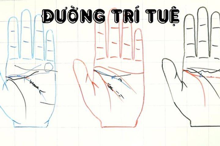 Tiên đoán vận mệnh của đường chỉ tay đuôi phượng chuẩn 100% 12 Đường chỉ tay trí tuệ đi lên