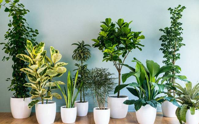 10 loại cây phong thủy trồng cho từng không gian của nhà phố, không cần nhiều