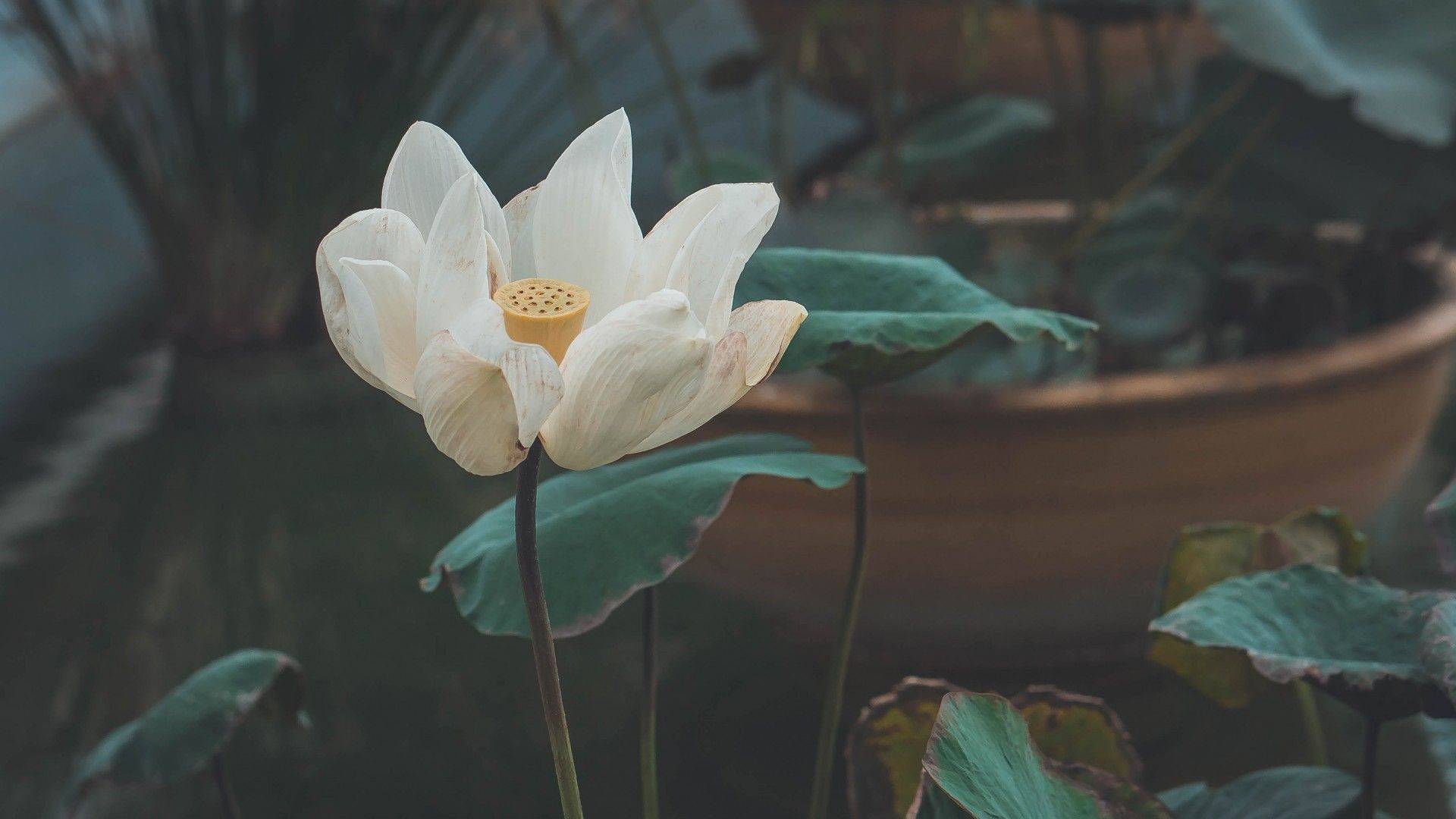 10 hình ảnh hoa sen trắng buồn ngọt ngào khiến lòng rung động