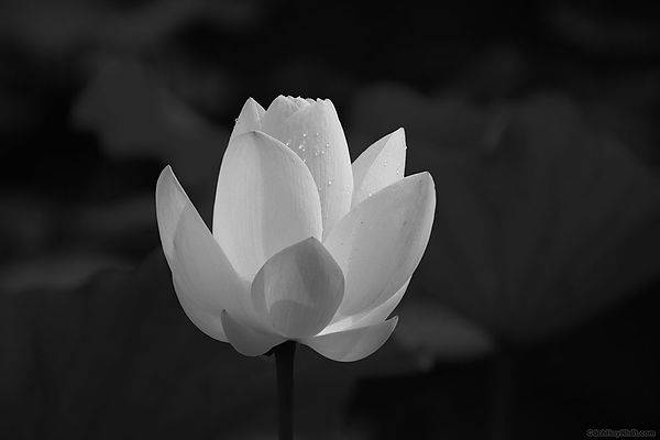 hình ảnh : fragrant white water lily, Cánh hoa, Nhiếp ảnh đơn sắc, đen và  trắng, Hoa sen thiêng, Nhiếp ảnh cuộc sống vẫn còn, thiên nhiên, Nhà máy  thuỷ sản, Gia