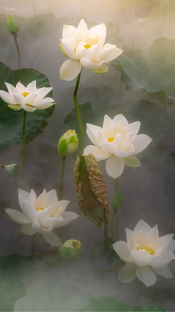 Cẩm nang tải hình ảnh hoa sen trắng nền đen tuyệt đẹp
