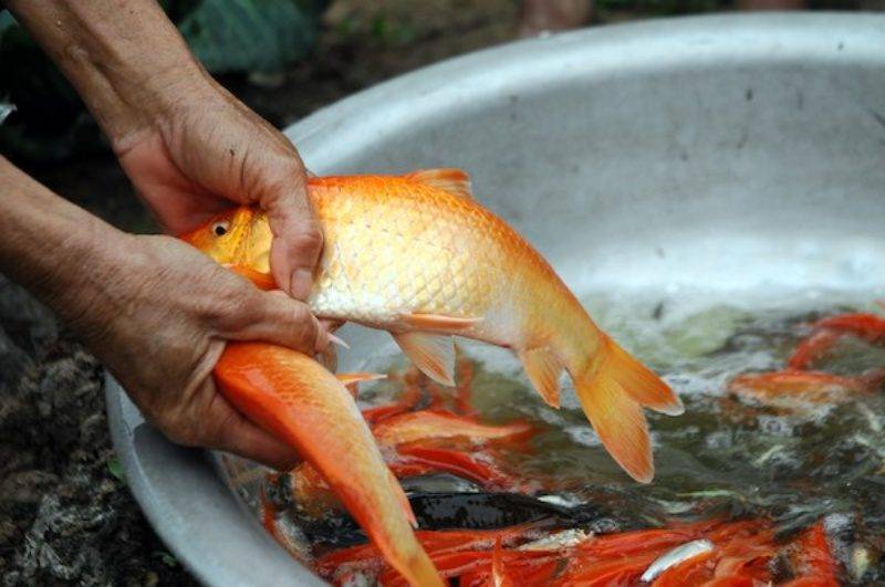 Mơ Thấy Bắt Được Nhiều Cá: Điềm Lành Và Con Số May Mắn