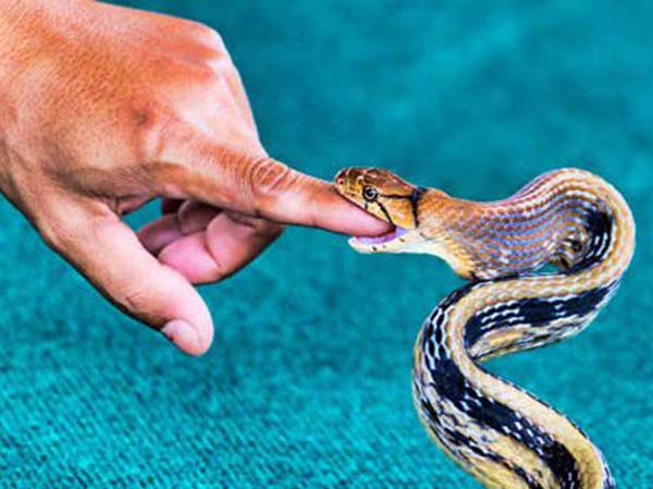 Nằm Mơ Thấy Rắn Cắn Đánh Số Gì? Giải Mã Giấc Mơ Chính Xác