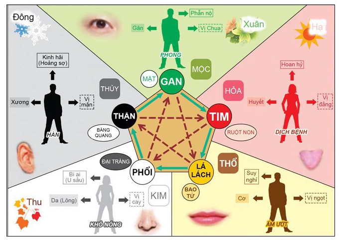 Ngũ Hành: Tra Cứu và Tìm Hiểu Tổng Quan 3 nguhanh2